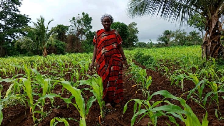 How to Achieve 30+ Bags of Maize Per Acre in Kenya This Season