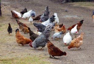 Best Chicken Breeds for Kenyan Farmers in 2026