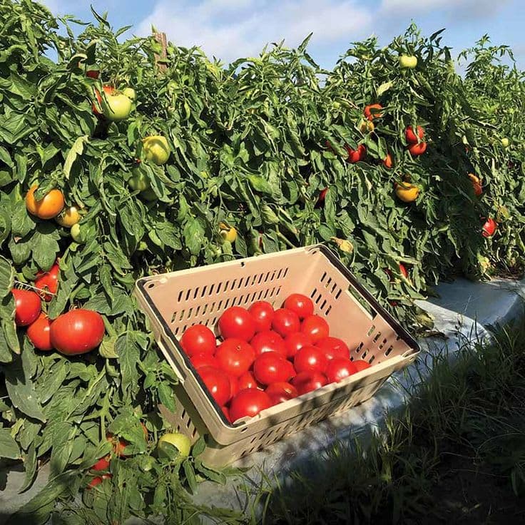 Sukari F1 Tomato Seeds